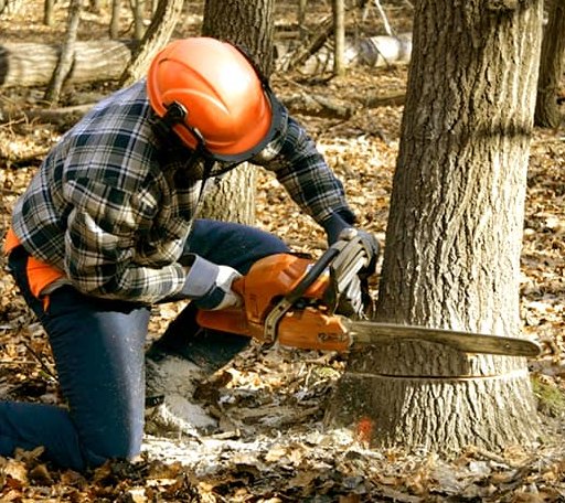 Tree Removal in Mcmillan, MI